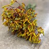 ANIGOZANTHOS GOLD FEVER